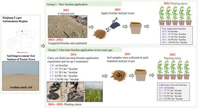 Long-term effects of biochar application on the growth and physiological characteristics of maize